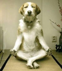 mediterende hond
